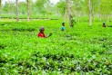 উৎপাদন বাড়লেও খরচের চাপে হিমশিম চা শিল্প 